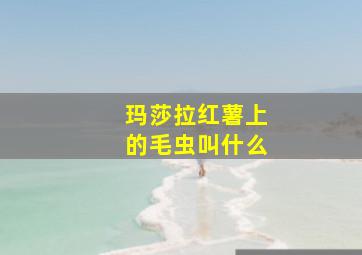 玛莎拉红薯上的毛虫叫什么