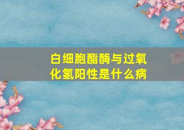 白细胞酯酶与过氧化氢阳性是什么病