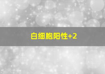 白细胞阳性+2