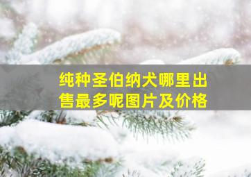 纯种圣伯纳犬哪里出售最多呢图片及价格