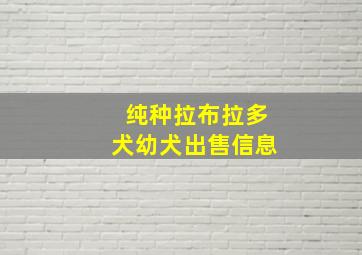 纯种拉布拉多犬幼犬出售信息