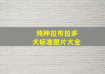 纯种拉布拉多犬标准图片大全