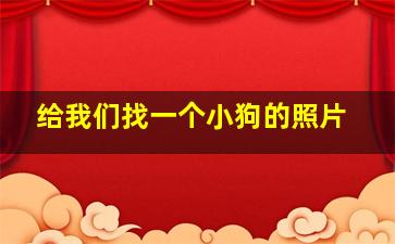 给我们找一个小狗的照片