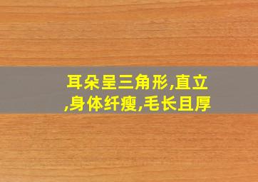 耳朵呈三角形,直立,身体纤瘦,毛长且厚