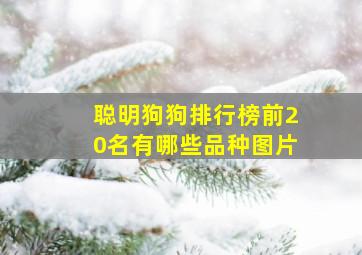 聪明狗狗排行榜前20名有哪些品种图片