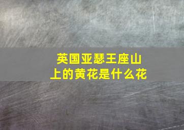 英国亚瑟王座山上的黄花是什么花