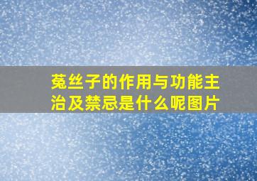 菟丝子的作用与功能主治及禁忌是什么呢图片