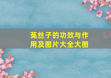 菟丝子的功效与作用及图片大全大图