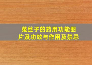 菟丝子的药用功能图片及功效与作用及禁忌