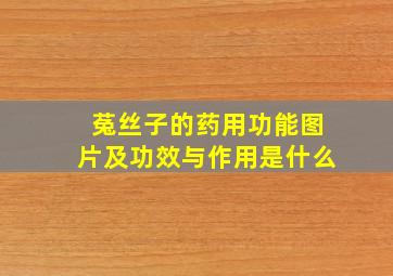 菟丝子的药用功能图片及功效与作用是什么