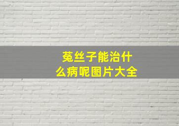 菟丝子能治什么病呢图片大全