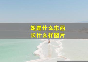 蛆是什么东西长什么样图片