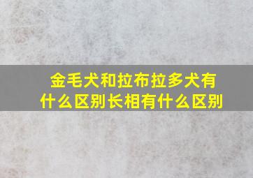 金毛犬和拉布拉多犬有什么区别长相有什么区别