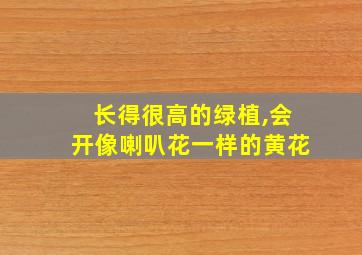 长得很高的绿植,会开像喇叭花一样的黄花