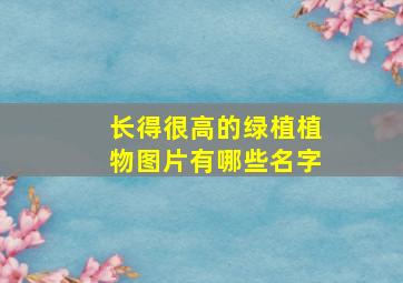 长得很高的绿植植物图片有哪些名字