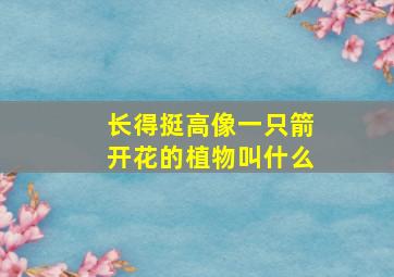 长得挺高像一只箭开花的植物叫什么