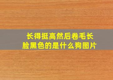 长得挺高然后卷毛长脸黑色的是什么狗图片