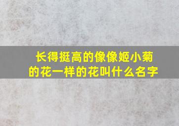 长得挺高的像像姬小菊的花一样的花叫什么名字