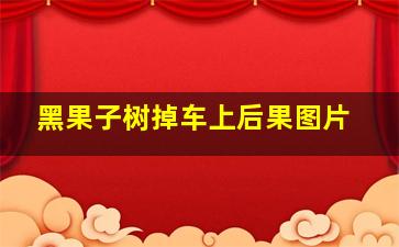 黑果子树掉车上后果图片