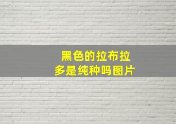 黑色的拉布拉多是纯种吗图片